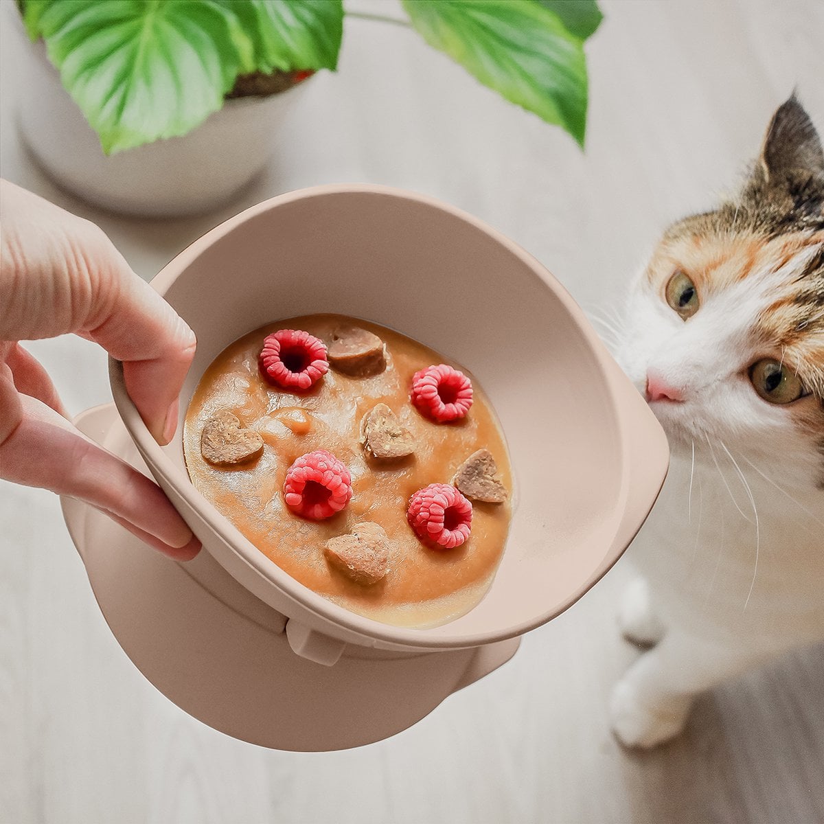 Elevated Adjustable Silicone Cat Bowl