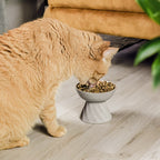 NE & NO Elevated Ceramic Cat Bowl Stone Look